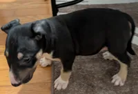 Bonnie, a female Bull Terrier for sale in Mango, FL – Photo 1 of 3