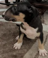 Bonnie, a female Bull Terrier for sale in Mango, FL – Photo 2 of 3