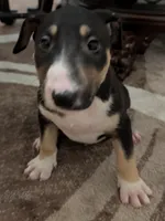 Bonnie, a female Bull Terrier for sale in Mango, FL – Photo 3 of 3