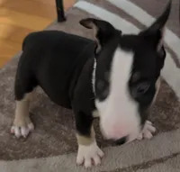 Bishop , a male Bull Terrier for sale in Mango, FL – Photo 2 of 2