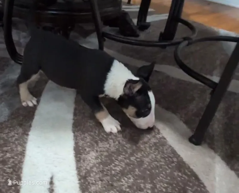 Bishop  – Bull Terrier puppy for sale in Mango, FL