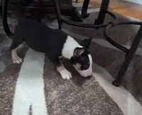 Bishop , a male Bull Terrier for sale in Mango, FL – Photo 1 of 2