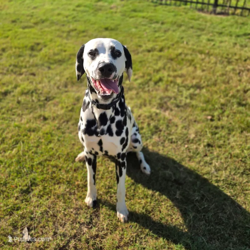 Ace – Dalmatian puppy for sale in Jefferson, GA