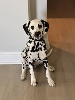 Ace, a male Dalmatian for sale in Jefferson, GA – 4 of 4