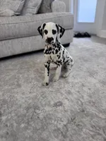 Ace, a male Dalmatian for sale in Jefferson, GA – 2 of 4