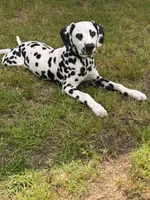 Ace, a male Dalmatian for sale in Jefferson, GA – 3 of 4