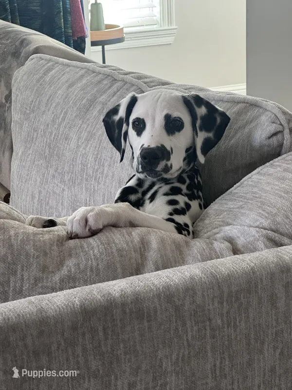 Ace – Dalmatian puppy for sale in Jefferson, GA