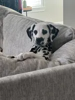 Ace, a male Dalmatian for sale in Jefferson, GA – 1 of 4