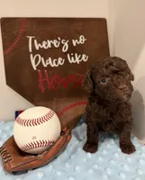Hershey, a male Poodle - Toy  for sale in Hiawatha, KS – 3 of 4