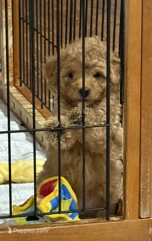 Opie – Poodle - Toy  puppy for sale in Hiawatha, KS