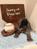 Patch, a male Poodle - Toy  for sale in Hiawatha, KS – 4 of 4