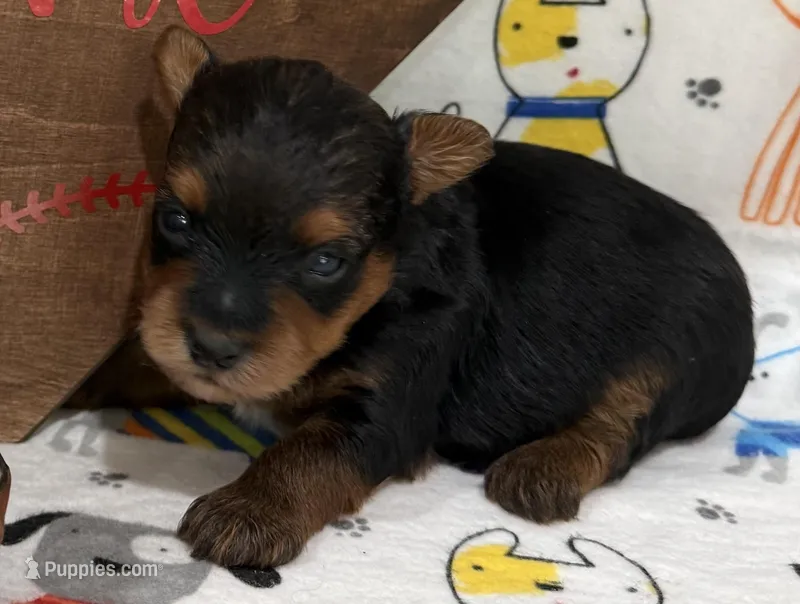 White – Yorkshire Terrier, Poodle - Toy  puppy for sale in Hiawatha, KS