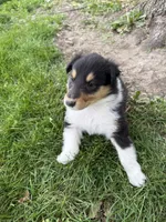 Louise, a female Collie for sale in Hiawatha, KS – 3 of 3