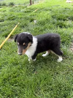 Rachael, a female Collie for sale in Hiawatha, KS – 2 of 2