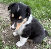 Thelma, a female Collie for sale in Hiawatha, KS – 3 of 3