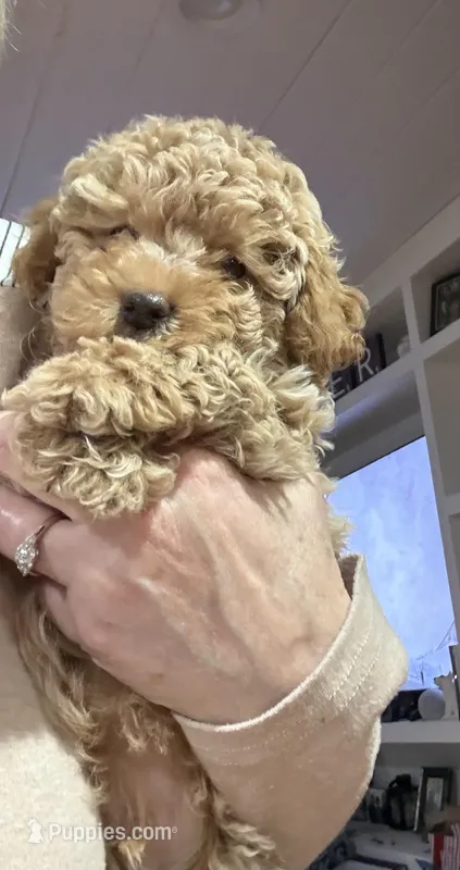 Winston, a male Poodle - Toy  for sale in Hiawatha, KS – Photo 1 of 4