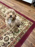 Winston, a male Poodle - Toy  for sale in Hiawatha, KS – Photo 3 of 4