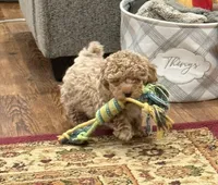 Winston, a male Poodle - Toy  for sale in Hiawatha, KS – Photo 2 of 4