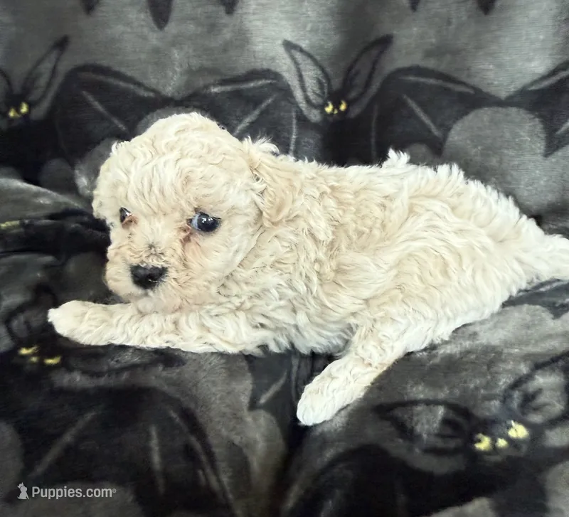 Mabel – Poodle - Toy  puppy for sale in Hiawatha, KS