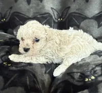Mabel, a female Poodle - Toy  for sale in Hiawatha, KS – 1 of 3