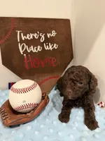 Hershey, a male Poodle - Toy  for sale in Hiawatha, KS – 4 of 4
