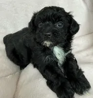 Luna, a female Yorkshire Terrier and Poodle - Toy  for sale in Hiawatha, KS – 2 of 3