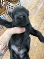 Black, a male Yorkshire Terrier and Poodle - Toy  for sale in Hiawatha, KS – Photo 2 of 2