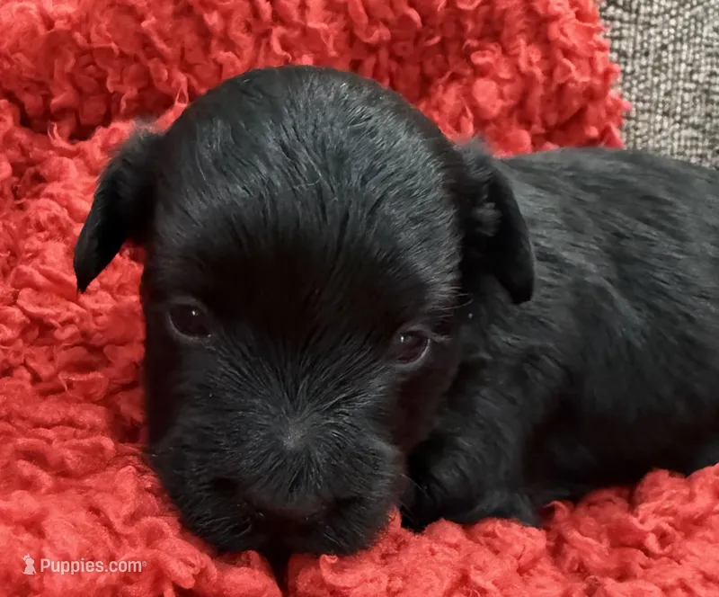 Black – Yorkshire Terrier, Poodle - Toy  puppy for sale in Hiawatha, KS