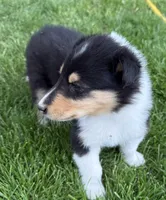 Thelma, a female Collie for sale in Hiawatha, KS – 1 of 3