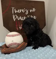 Smokey, a male Poodle - Toy  for sale in Hiawatha, KS – 2 of 4