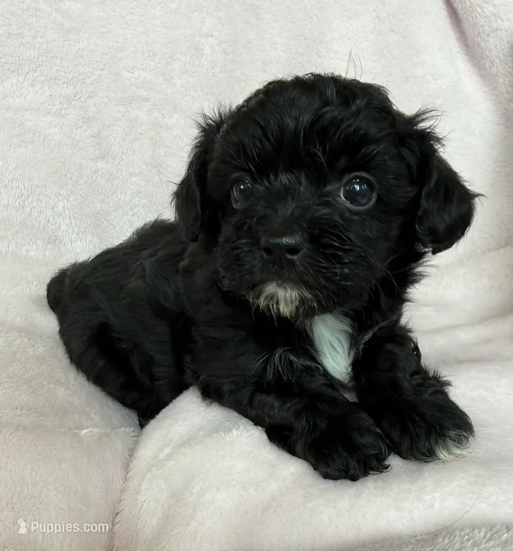 Luna – Yorkshire Terrier, Poodle - Toy  puppy for sale in Hiawatha, KS