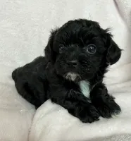 Luna, a female Yorkshire Terrier and Poodle - Toy  for sale in Hiawatha, KS – 1 of 3