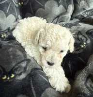 Molly, a female Poodle - Toy  for sale in Hiawatha, KS – 2 of 3