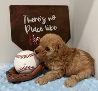 Rusty , a male Poodle - Toy  for sale in Hiawatha, KS – 4 of 4
