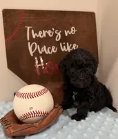 Smokey, a male Poodle - Toy  for sale in Hiawatha, KS – 3 of 4