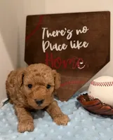 Opie, a male Poodle - Toy  for sale in Hiawatha, KS – 2 of 4