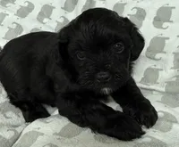 Luke, a male Yorkshire Terrier and Poodle - Toy  for sale in Hiawatha, KS – 1 of 3