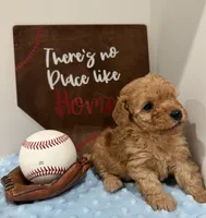 Rusty , a male Poodle - Toy  for sale in Hiawatha, KS – 3 of 4