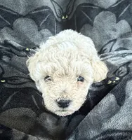 Malcom, a male Poodle - Toy  for sale in Hiawatha, KS – 2 of 3