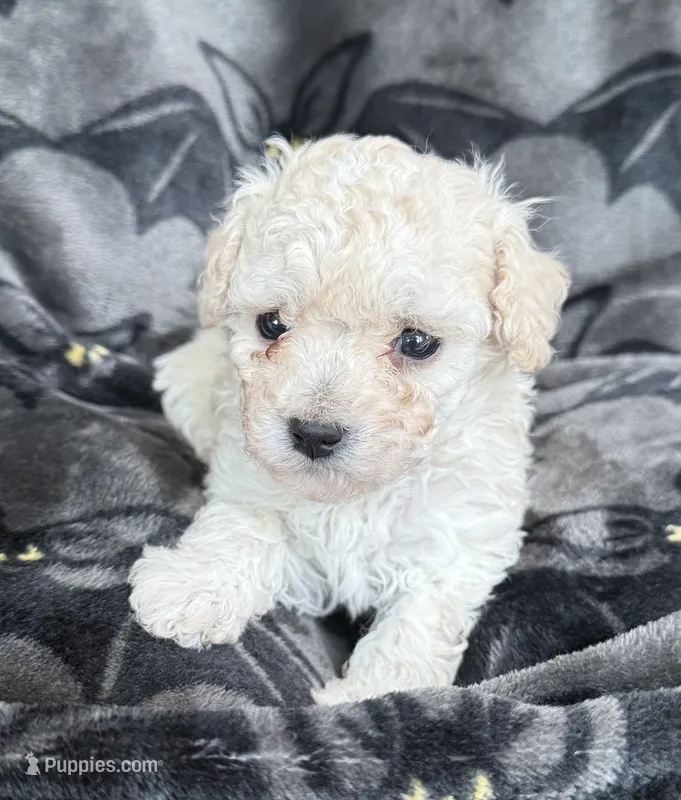 Honey – Poodle - Toy  puppy for sale in Hiawatha, KS
