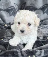 Honey, a female Poodle - Toy  for sale in Hiawatha, KS – 1 of 2