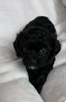 Luna, a female Yorkshire Terrier and Poodle - Toy  for sale in Hiawatha, KS – 3 of 3