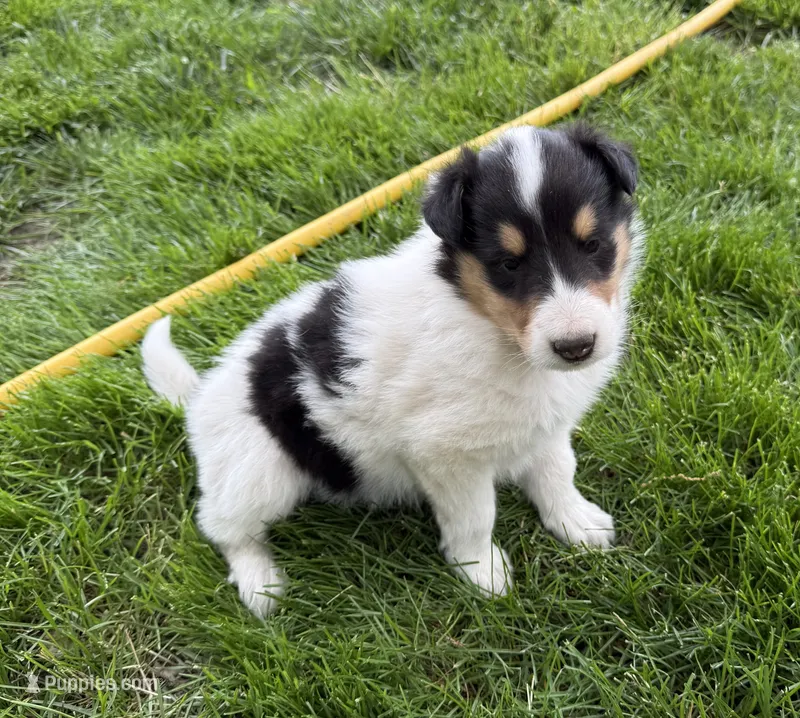 Ruthie  – Collie puppy for sale in Hiawatha, KS
