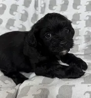 Luke, a male Yorkshire Terrier and Poodle - Toy  for sale in Hiawatha, KS – 2 of 3