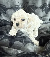 Mabel, a female Poodle - Toy  for sale in Hiawatha, KS – 2 of 3