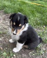 Rosie , a female Collie for sale in Hiawatha, KS – 1 of 2