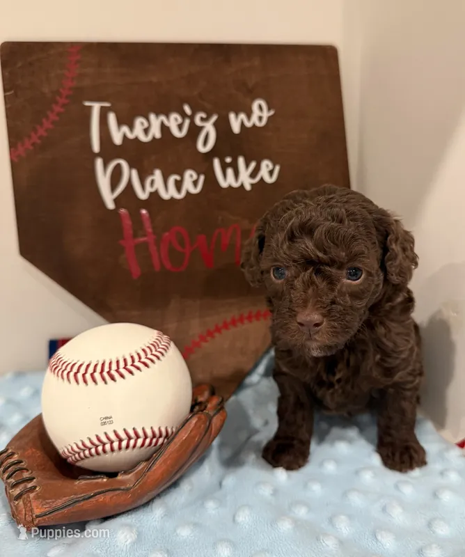 Hershey – Poodle - Toy  puppy for sale in Hiawatha, KS