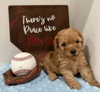 Rusty , a male Poodle - Toy  for sale in Hiawatha, KS – 1 of 4