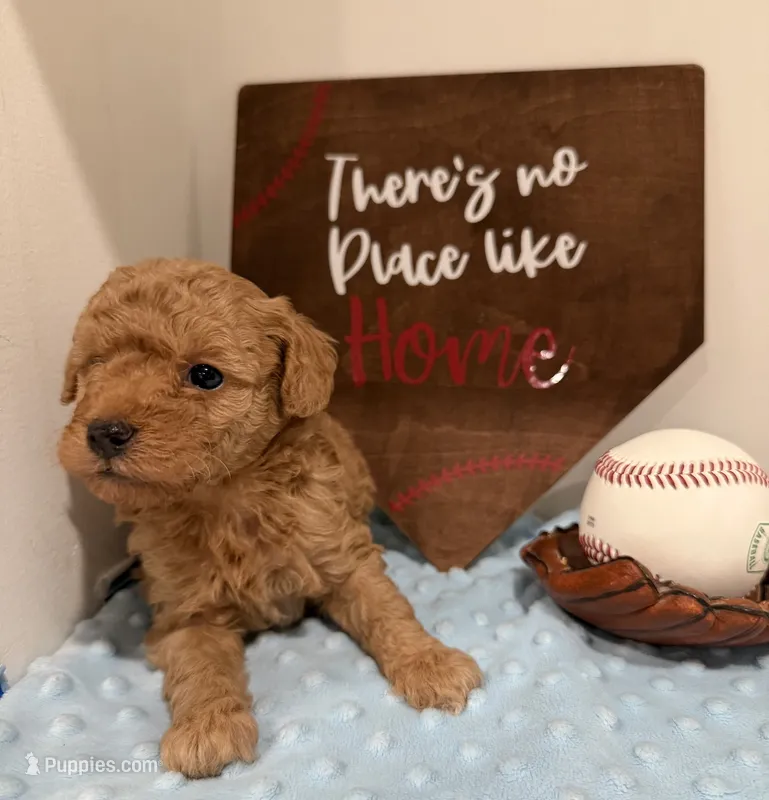Opie – Poodle - Toy  puppy for sale in Hiawatha, KS