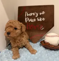 Opie, a male Poodle - Toy  for sale in Hiawatha, KS – 1 of 4